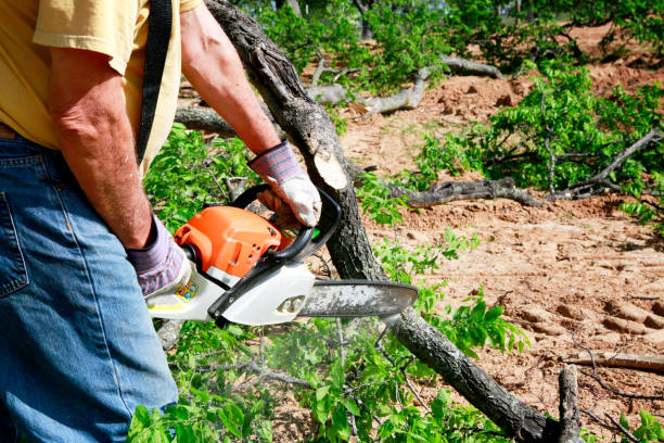 Best Tree Trimming Near Me  in Orchard Mesa, CO